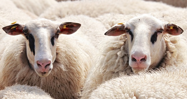 Det mest populära naturgarn är ull av olika sorter. Till exemple merino ull.